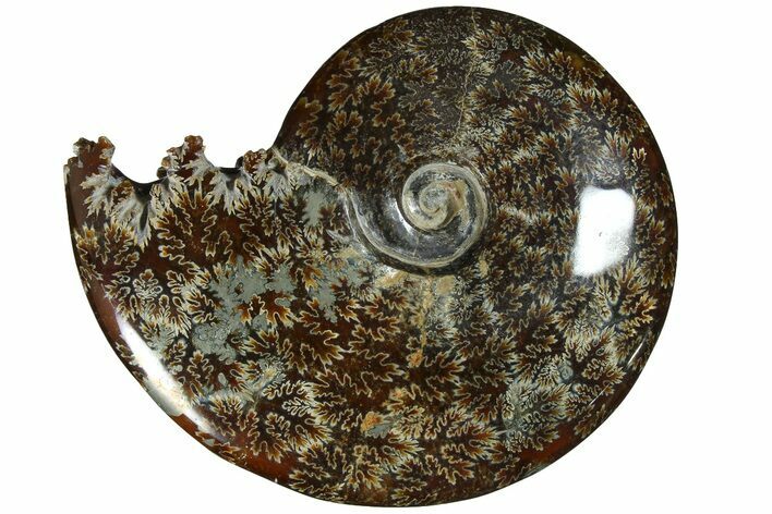 Polished Ammonite (Cleoniceras) Fossil - Madagascar #185511